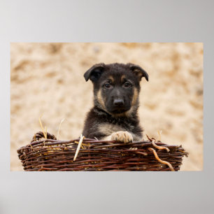 Poster Chiot Allemand En Panier