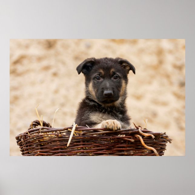 Poster Chiot Allemand En Panier (Devant)