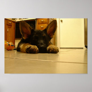 Poster Chiot allemand endormi