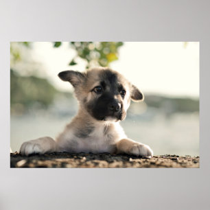 Poster Chiot allemand sur la haie
