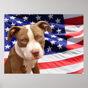 Poster Chiot américain Pitbull