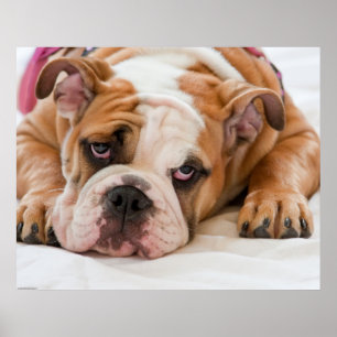 Poster Chiot anglais de bouledogue