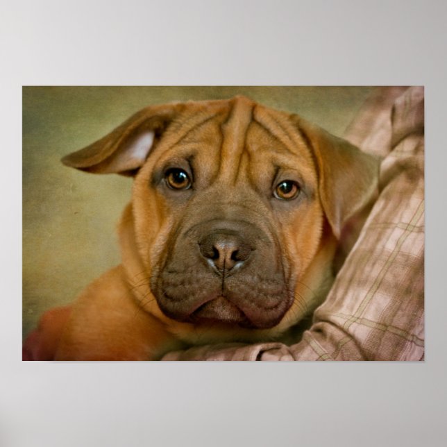 Poster Chiot Beagle Sharpei (Devant)