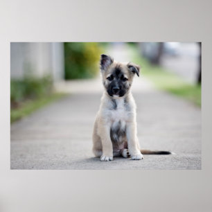 Poster Chiot berger allemand sur le sentier