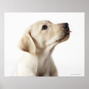Poster Chiot blond Labrador qui sort de la langue