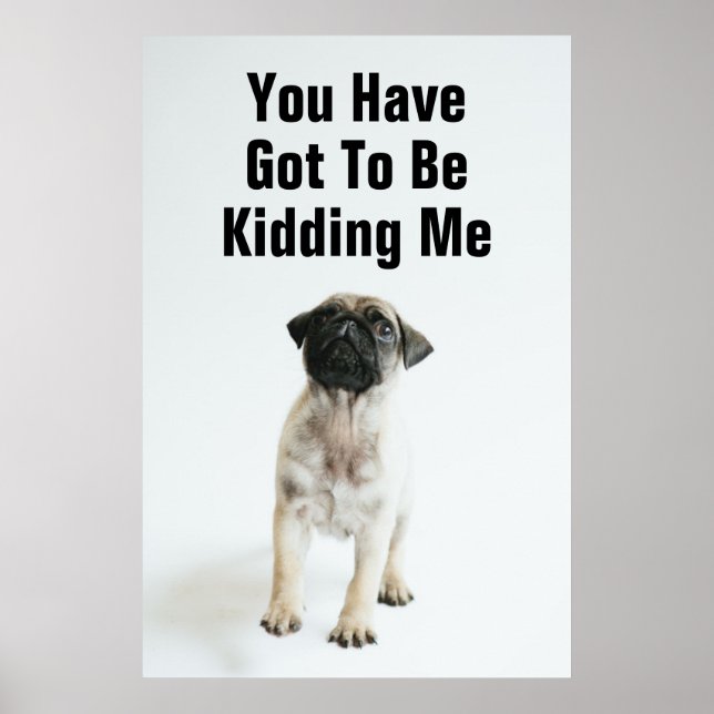 Poster Chiot Carlin mignon (Devant)
