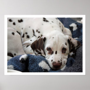 Poster Chiot dalmate