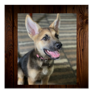 Poster Chiot d'Athéna