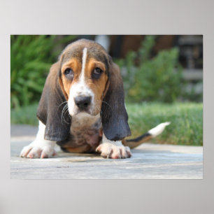 Poster Chiot de Basset Hound