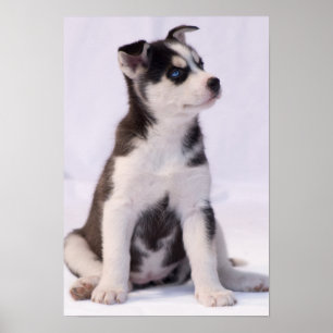 Poster Chiot de bébé doux