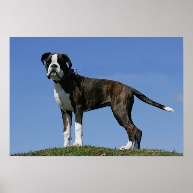 Poster Chiot de boîte vieux de 3 mois (Devant)