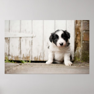 Poster Chiot de border collie