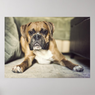 Poster Chiot de boxeur de faon