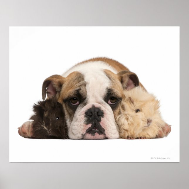Poster chiot de bulldog anglais (4 mois) et deux (Devant)