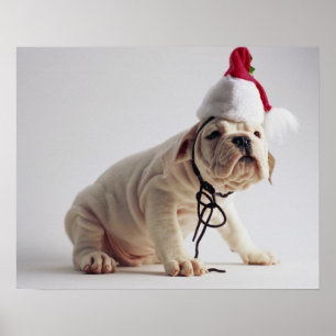 Poster Chiot de Bulldog portant le chapeau du Père Noël