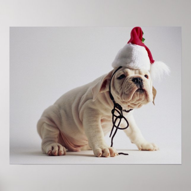 Poster Chiot de Bulldog portant le chapeau du Père Noël (Devant)