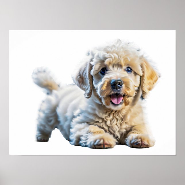 Poster Chiot de caniche (Devant)