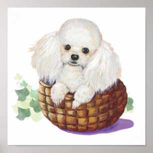 Poster Chiot de caniche blanc en panier