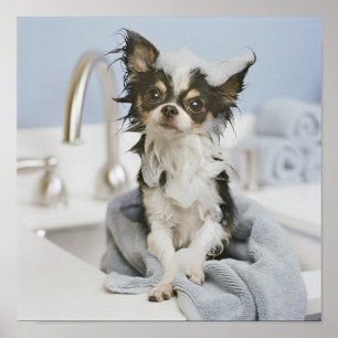 Poster Chiot de chiwawa enveloppé dans une serviette