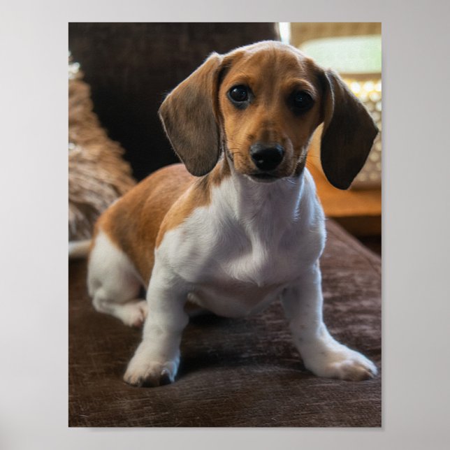 Poster Chiot de Dachshund (Devant)