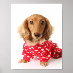 Poster Chiot de Dachshund portant l'tenue de Saint Valent