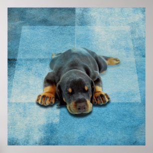 Poster Chiot de Dobermann - Pinscher de dobermann