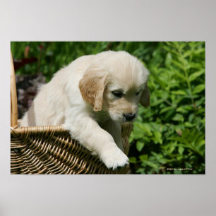Poster Chiot de golden retriever dans le panier