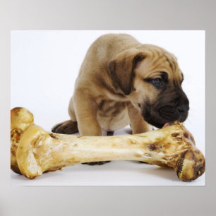 Poster Chiot de great dane avec l'os dans le studio