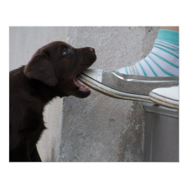 Poster Chiot de Labrador Brown (Devant)