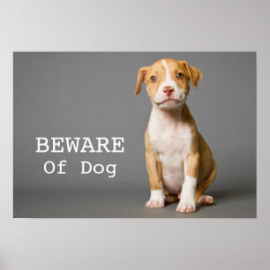 Poster Chiot de pit-Bull
