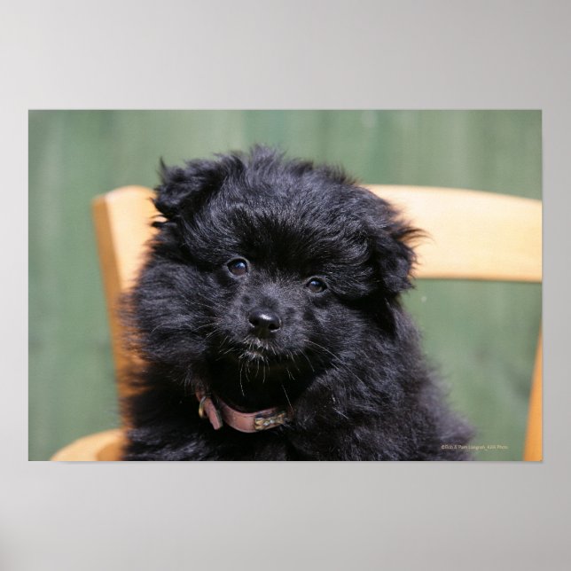 Poster Chiot de Poméranie Noire (Devant)