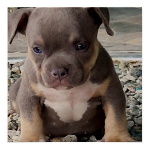 Poster Chiot de race brute