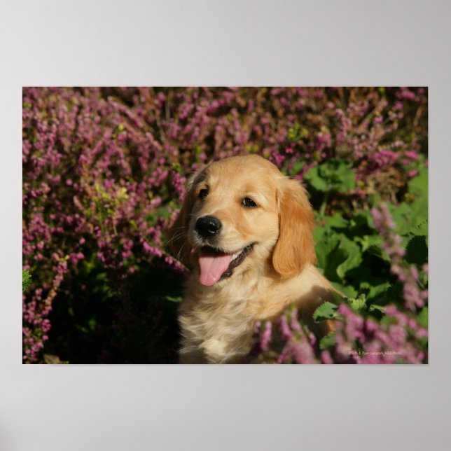 Poster Chiot de rétracteur d'or (Devant)