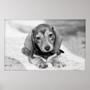 Poster Chiot de teckel