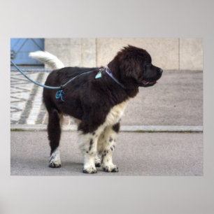 Poster Chiot de Terre-Neuve