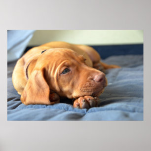 Poster Chiot de Vizsla se reposant sur sa patte