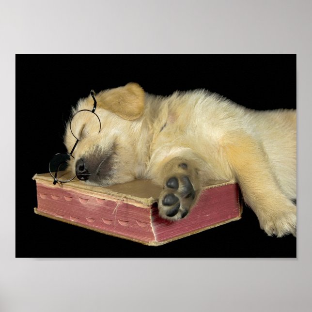 Poster chiot doré de la récupératrice dormant sur le livr (Devant)