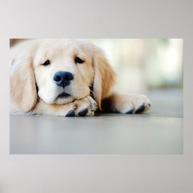Poster Chiot doré rétrificateur doré (Devant)