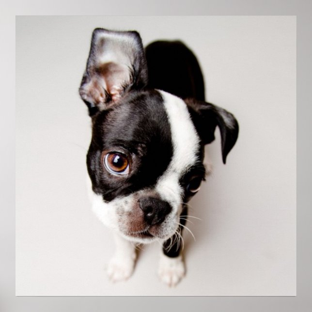 Poster Chiot Edison Boston Terrier. (Devant)