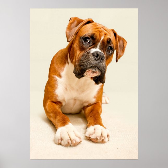 Poster Chiot en boîte sur fond de crème ivoire. (Devant)
