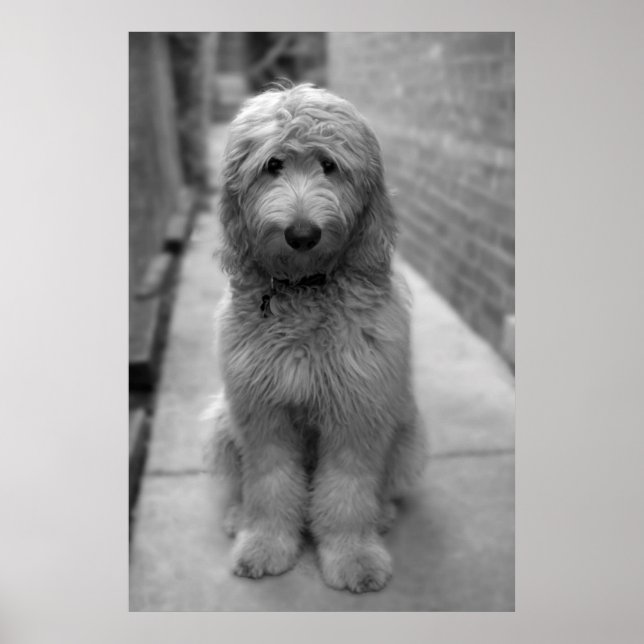 Poster Chiot Goldendoodle en Jardin (Devant)