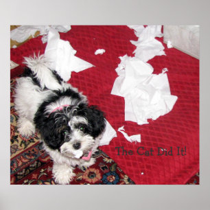 Poster Chiot Havanais