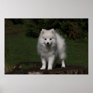 Poster Chiot japonais Spitz/American Eskimo