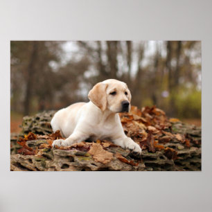 Poster Chiot jaune du Labrador à l'automne