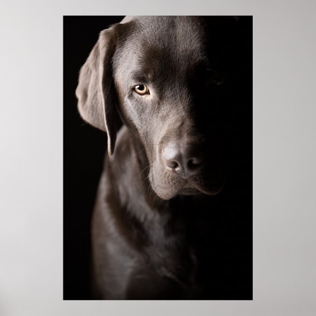 Poster Chiot Labrador au chocolat triste (Devant)