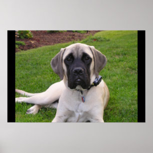 Poster Chiot mastiff anglais