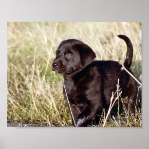 Poster Chiot noir du laboratoire