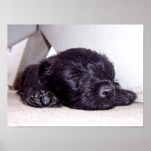 Poster Chiot noir écossais Terrier en train de faire la s