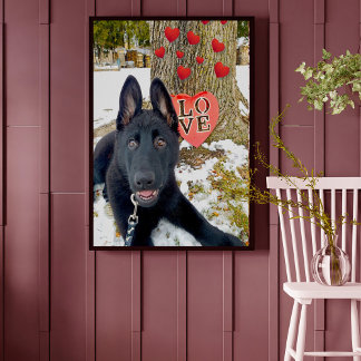 Poster Chiot noir GSD avec Coeurs & Big Love Valentine