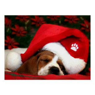 Poster Chiot paisible